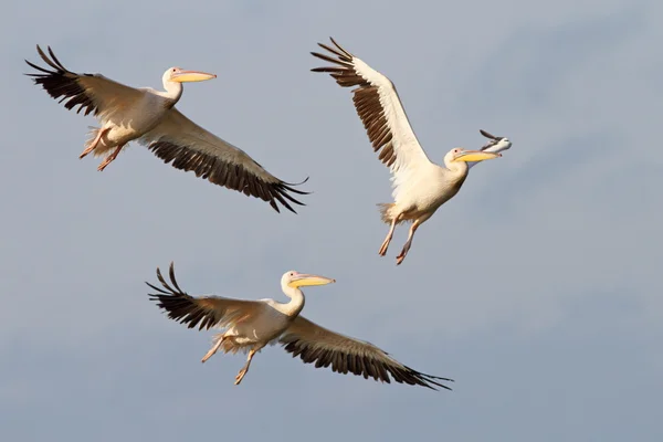 Tres grandes pelícanos volando — Foto de Stock