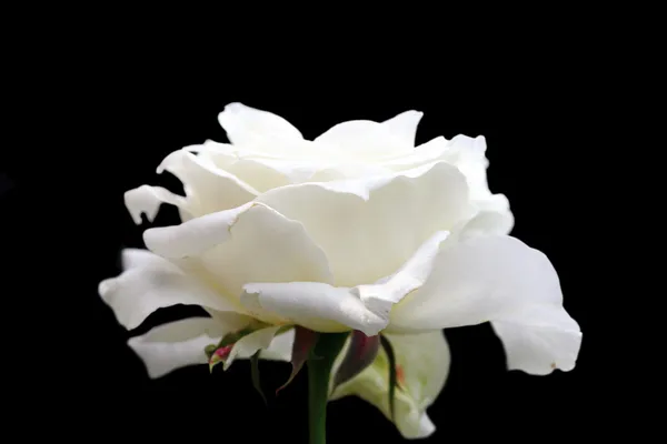 White rose in bloom over dark backgroud — Stock Photo, Image