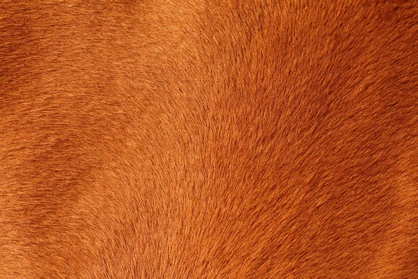 Textured pelt of a brown horse — Stock Photo, Image