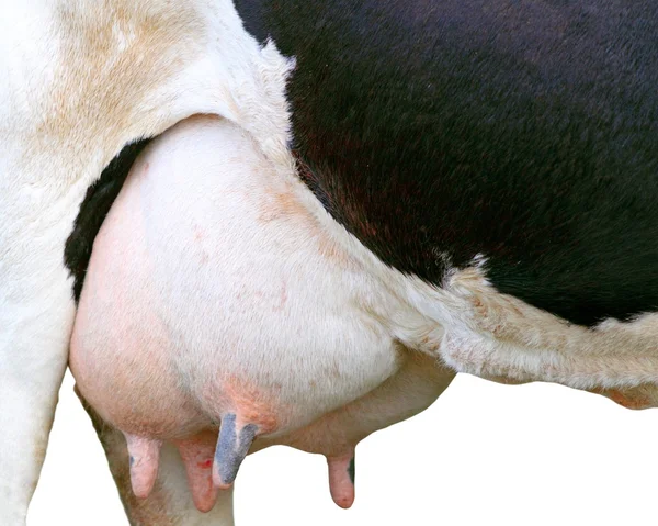 Big udder full of milk — Stock Photo, Image