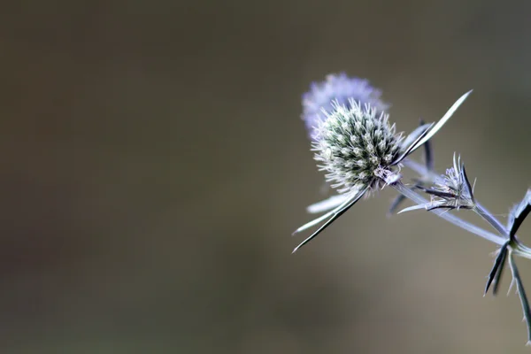 Sea holly modrý s prostorem pro text — Stockfoto