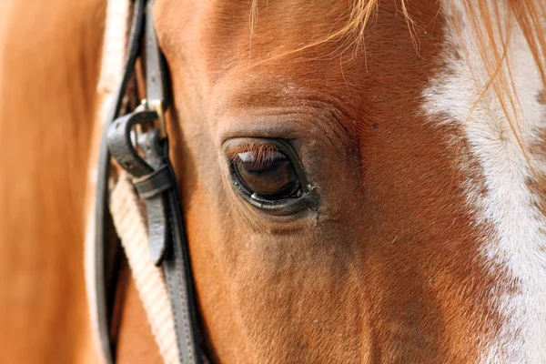 Detail krásného koně oko — Stock fotografie