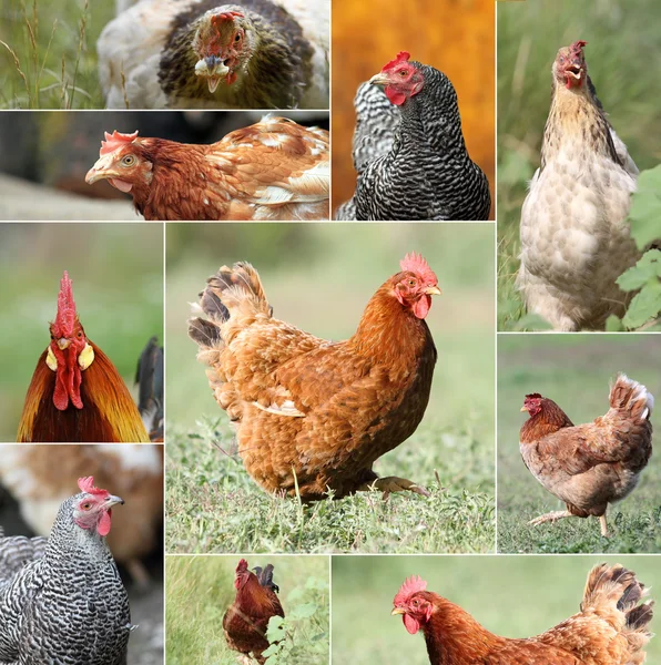 Tavuk ve horozlar kolaj — Stok fotoğraf