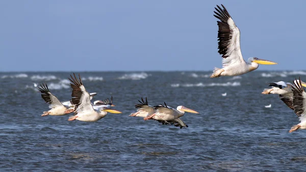 Pelicans taking off in group — Stock Photo, Image