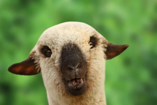 Портрет молодой овцы — стоковое фото