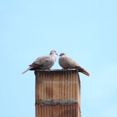 turtledoves on chimney clipart