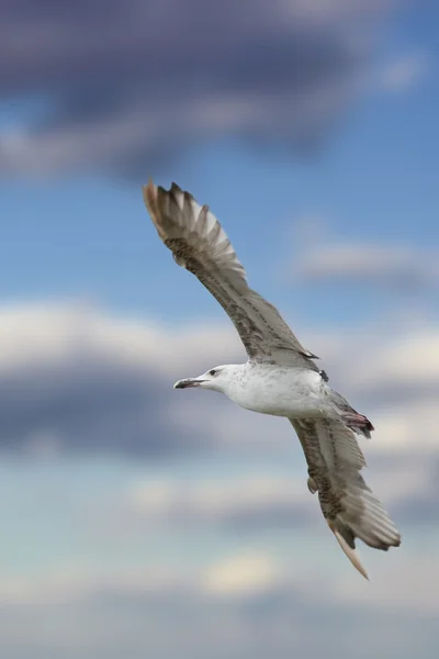 Close-up van larus argentatus in vlucht — Stockfoto