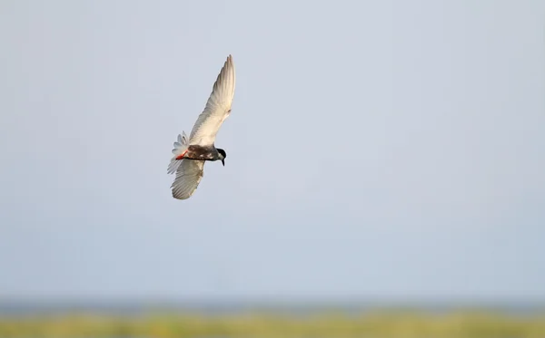 沼地の上を飛んで一般的なアジサシ — ストック写真