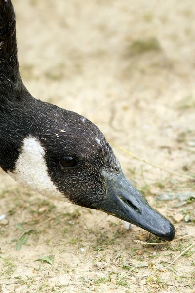 Icanadian goose searching for food — Stock Photo, Image