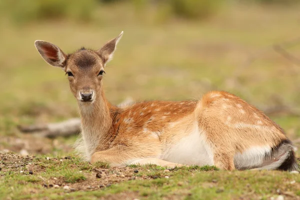 Alageyik hind — Stok fotoğraf