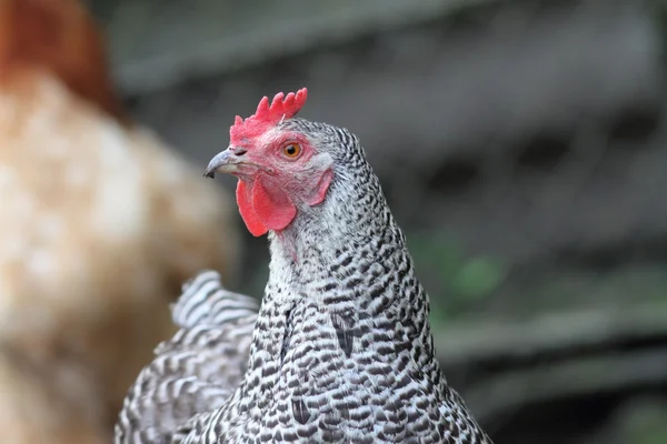 Striped hen in the farmyard — Stock Photo, Image