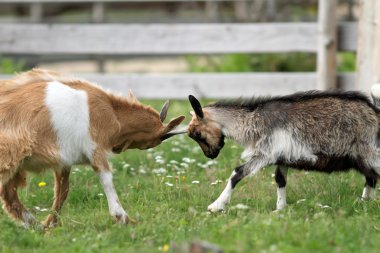 young animals fighting at the farm clipart