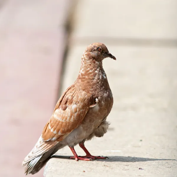 Pombo marrom em pé no beco — Fotografia de Stock