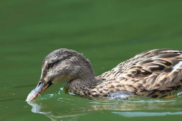 Closeup of mallard duck searching food — Stock Photo, Image