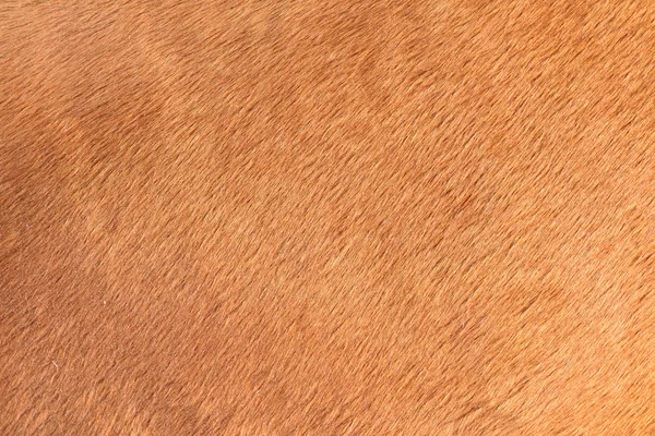 Texture brune des poils de cheval — Photo
