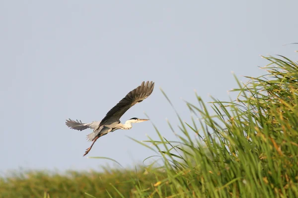 Héron gris en vol au-dessus des marais — Photo