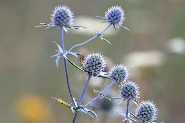 Bloeiende distels — Stockfoto