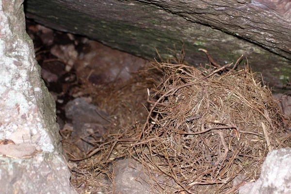 Echte Bärenhöhle — Stockfoto