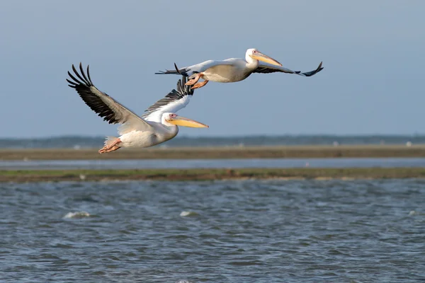 Dois grandes pelicanos em voo sobre a lagoa — Fotografia de Stock