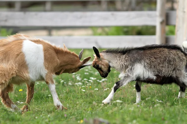 Animales jóvenes que luchan en la granja — Foto de Stock