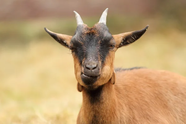 Belo retrato de cabra marrom — Fotografia de Stock