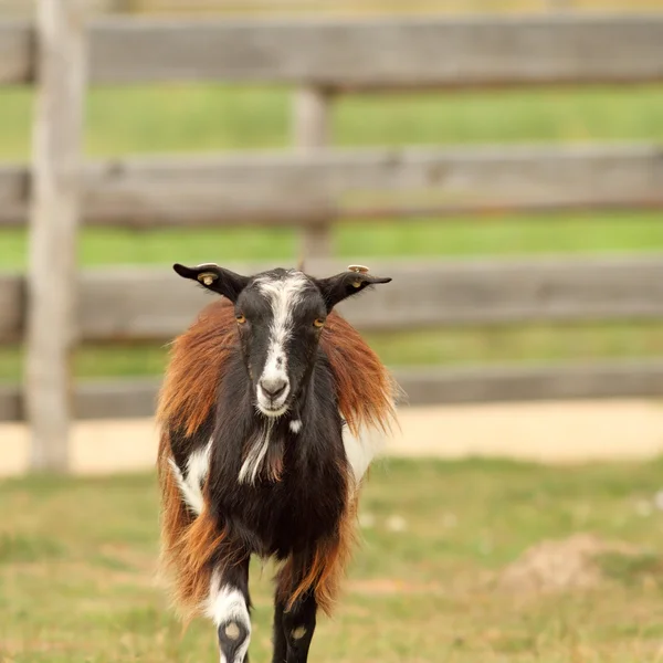 Mottled domestic goat — Stock Photo, Image