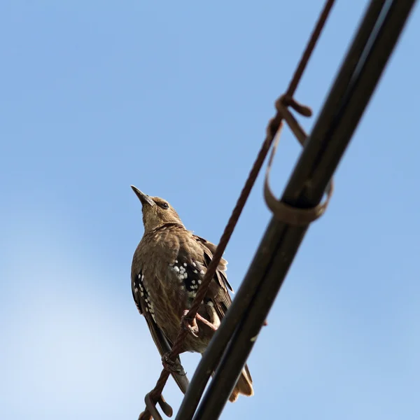 Sturnus vulgaris op kabel — Stockfoto