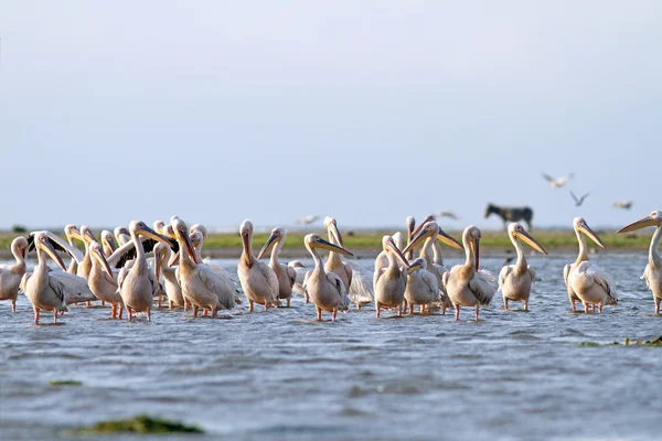 Pelicans and donkey on Sahalin island — Stock Photo, Image