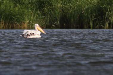 Yalnız pelican su üzerinde yüzen