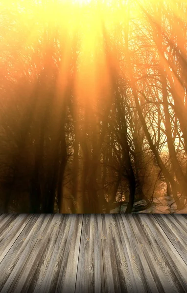 Bella alba sulla foresta invernale — Foto Stock