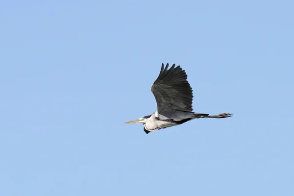 Airone grigio sopra il cielo blu — Foto Stock