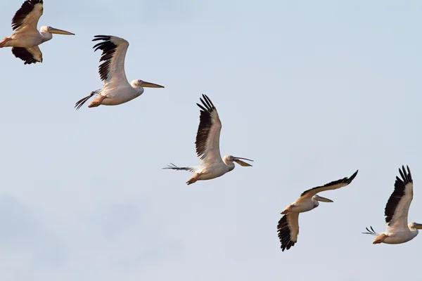 Interesting formation of great pelicans — Stock Photo, Image