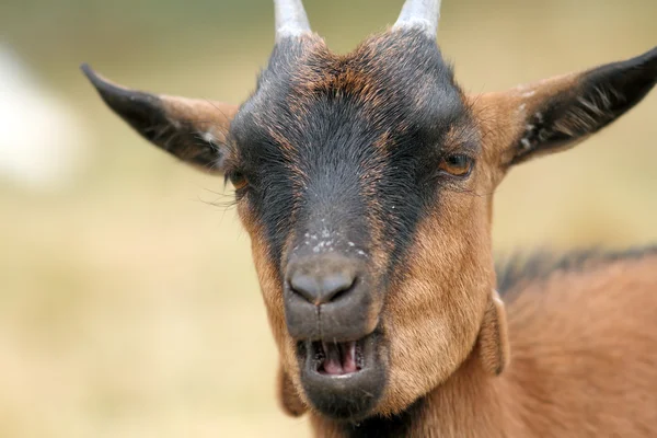 Portret brązowej kozy — Zdjęcie stockowe