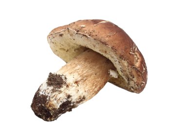 beyaz bitti izole boletus mantarı
