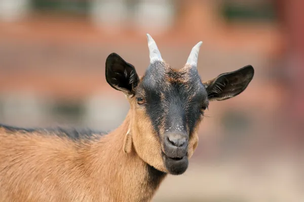 Funnt brown goat portrait — Stock Photo, Image