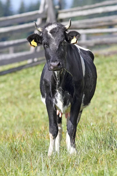 Krowa Holstein patrząc na kamery — Zdjęcie stockowe