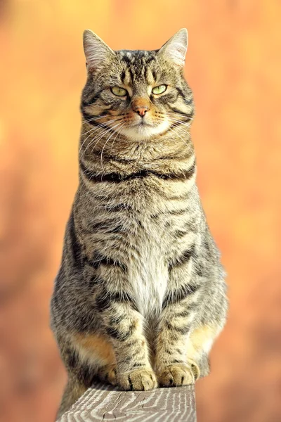 Fette Raubkatze entspannt sich auf Zaun — Stockfoto