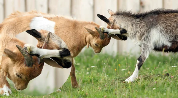 Detalle de la lucha de cabras — Foto de Stock