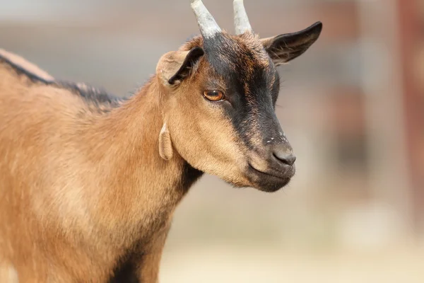Brown beautiful goat ram — Stock Photo, Image