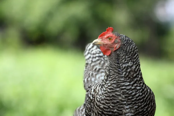 Striped hen over green background — Stock Photo, Image