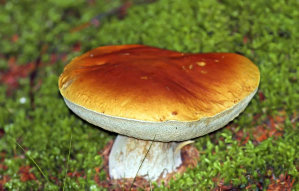 Великий гриб болет Едуліс — стокове фото