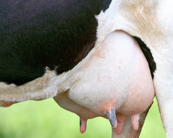 Detalle de la ubre de vaca holstein — Foto de Stock