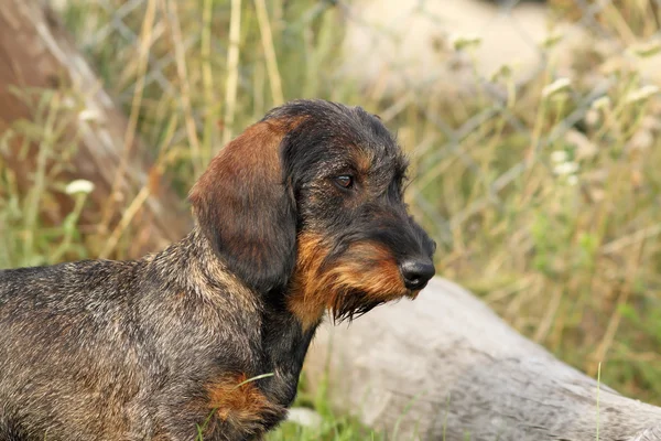 Teckel breed portrait — Stock Photo, Image