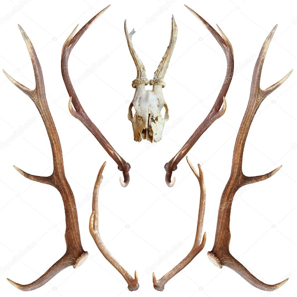 collection of hunting trophies