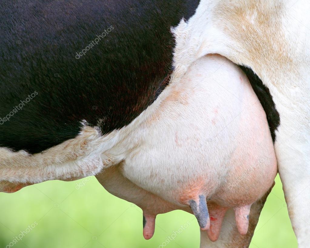 detail of holstein cow udder