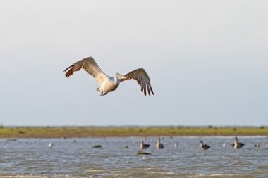 su üzerinde uçan büyük pelecanus onocrotalus