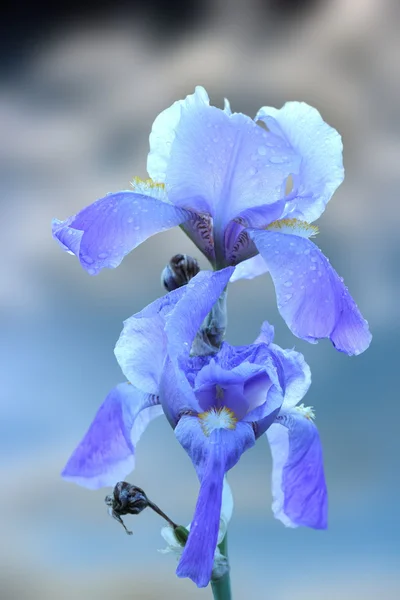 Blue iris inflorescence over sky — Stock Photo, Image