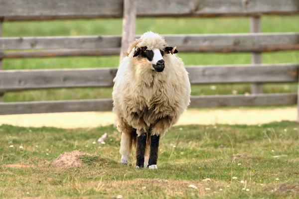 Παλιό πρόβατα στέκεται στο αγρόκτημα αυλή — Φωτογραφία Αρχείου