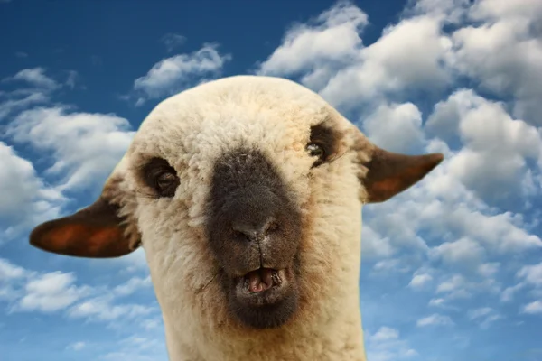 日没時の羊の肖像画 — ストック写真