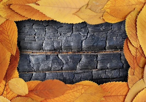 Hintergrund mit Blattgold und verbranntem Holz — Stockfoto